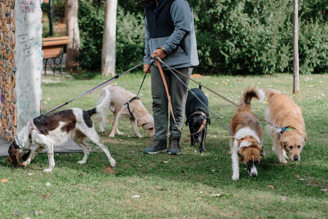a%20dog%20walker%20with%20five%20dogs